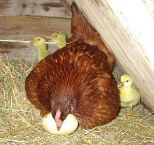 вирощування курчат